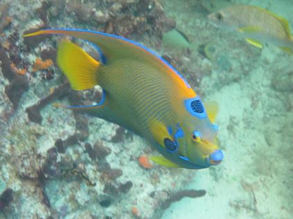 One of the many beautiful residents of Thunderball